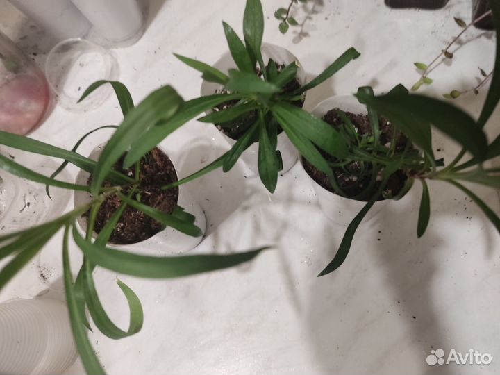 Гвоздика ампельная