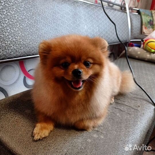 Груминг, стрижка кошек и собак мелких пород