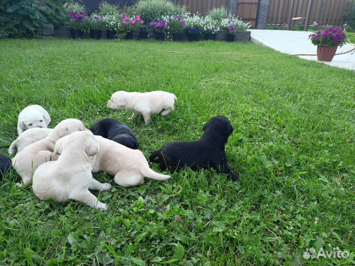 Щенки лабрадора