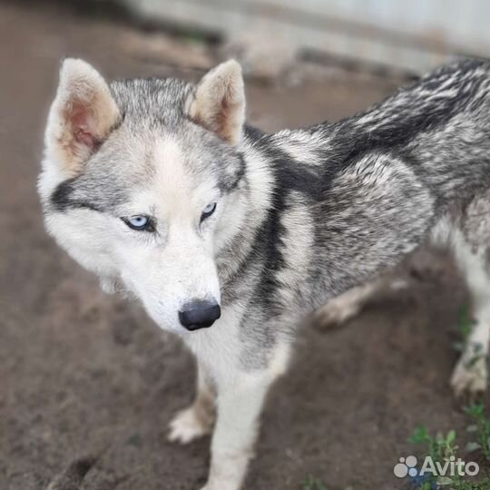 Сибирская хаски