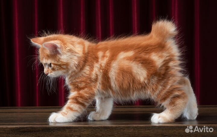 Хоть Полсвета Обойдете. Кота Лучше не Найдете