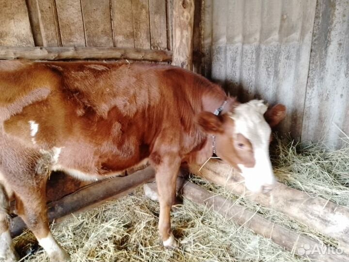 Телка 8 мес