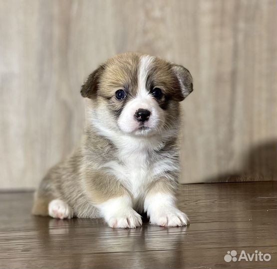 Щенки корги Питомник Алмакс Старс