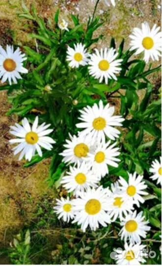 Многолетние цветы для сада