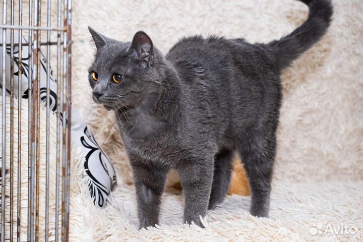 Отдам в добрые руки