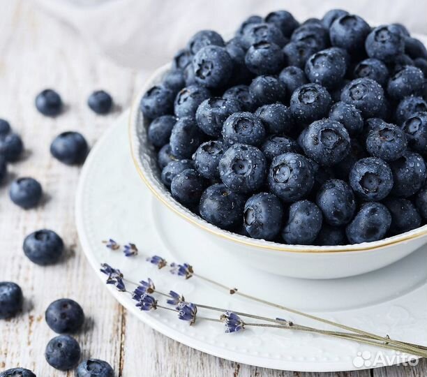 Саженцы голубики и клюквы садовой