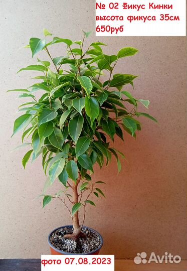 Фикусы сортовые (август-закрытие сезона)