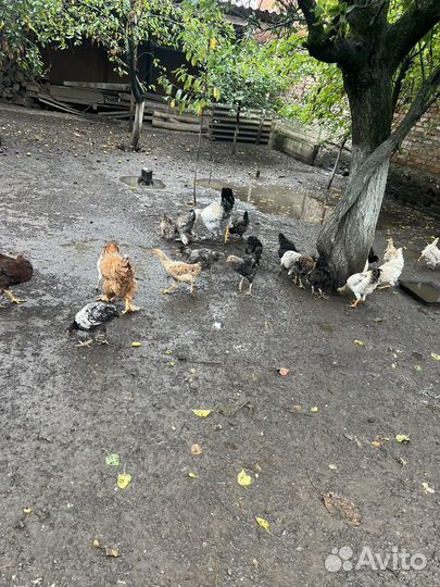 Куры домашние