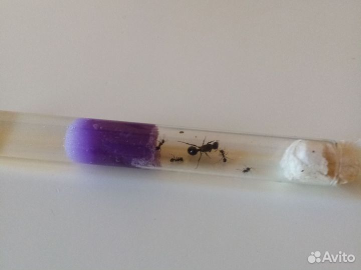 Формикарий, матка, муравьинная ферма, муравьи