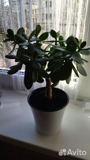 Цветы Толстянка