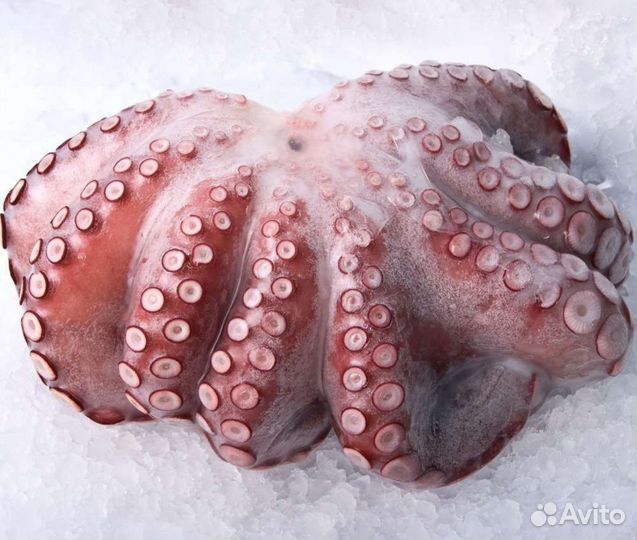 Осьминог Шар
