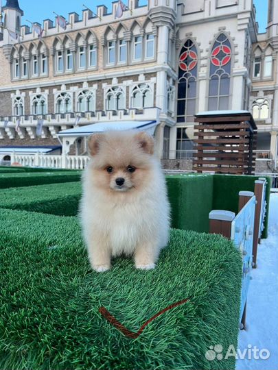 Померанский шпиц