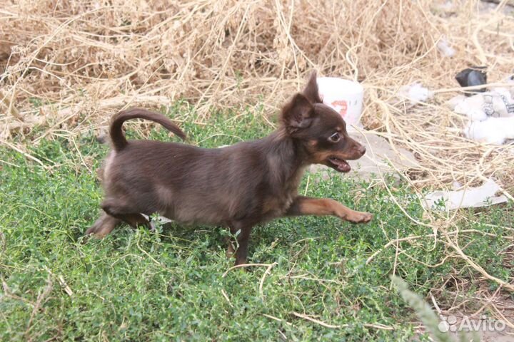 Крутая девочка