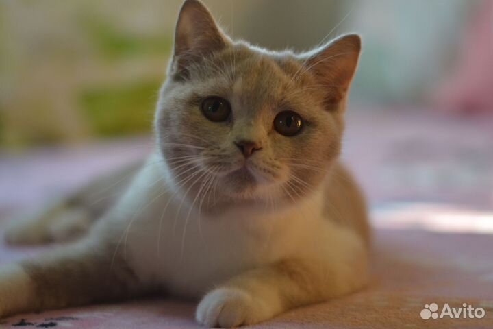 Британские котята