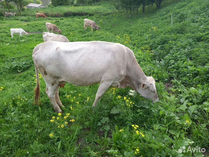 Коровы-телки