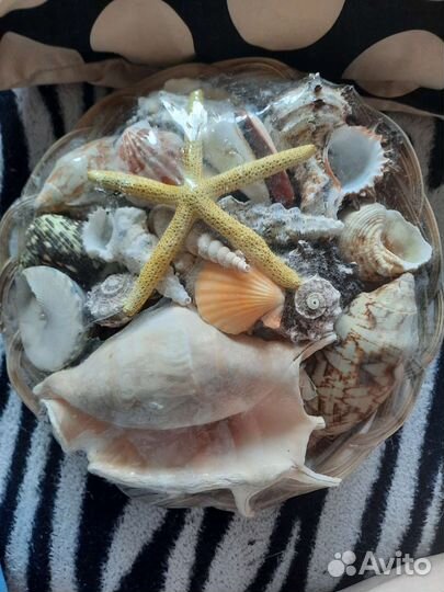 Набор морских раковин и ракушек