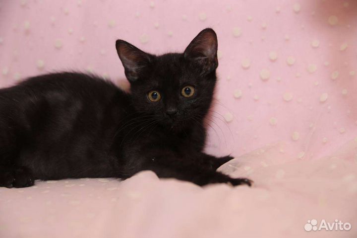 Черный котенок в добрые руки