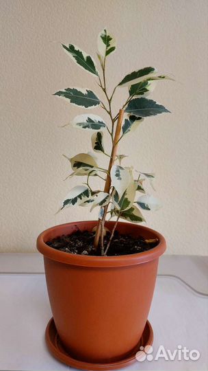 Фикус Бенджамина Старлайт