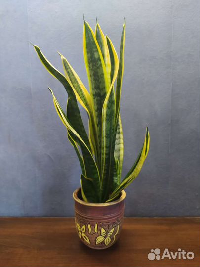 Сансевиерия Футура Суперба