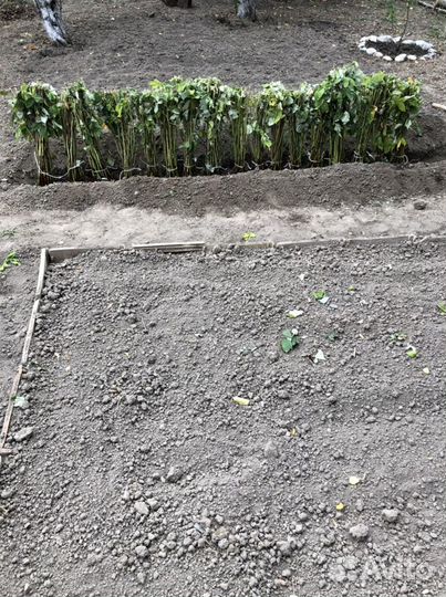 Саженцы малины