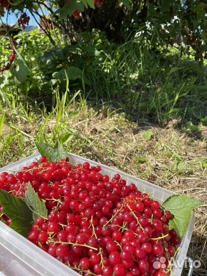 Продам красную смородину