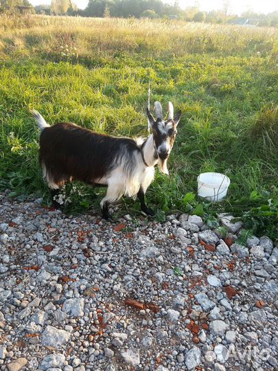 Коза дойная