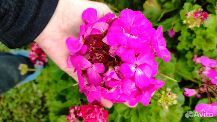 Пеларгония герань сортовая