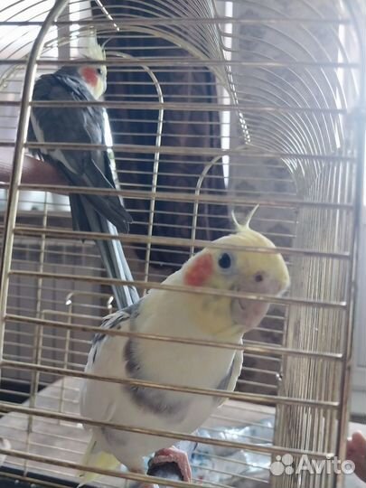 Ручной самец карелла