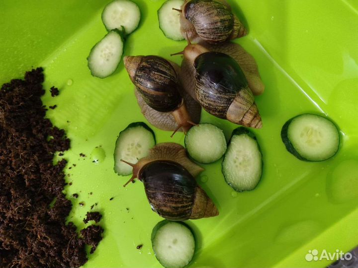 Улитки архахатины