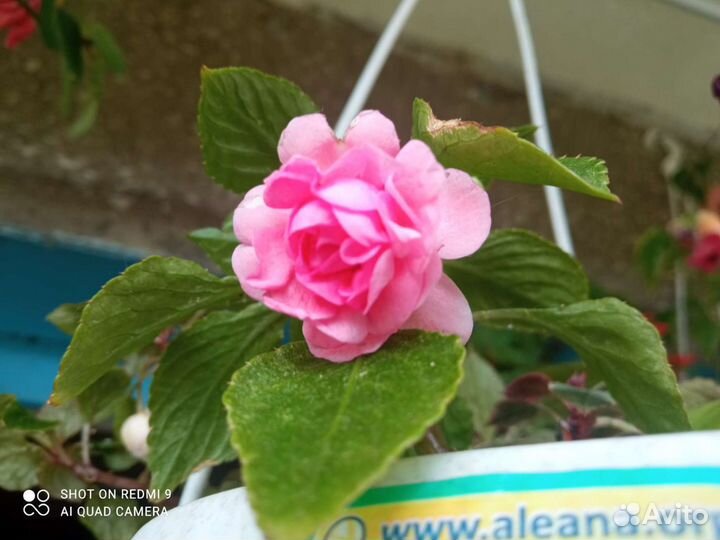 Бальзамин ванька мокрый