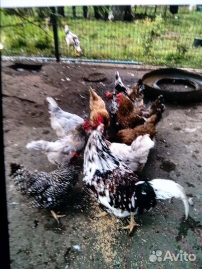 Куры несушки