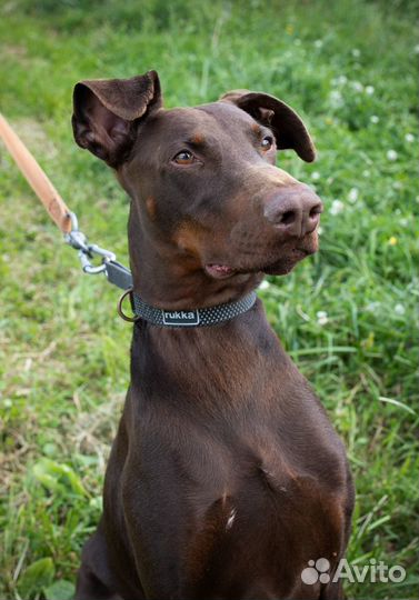 Доберман Рамзес в дар