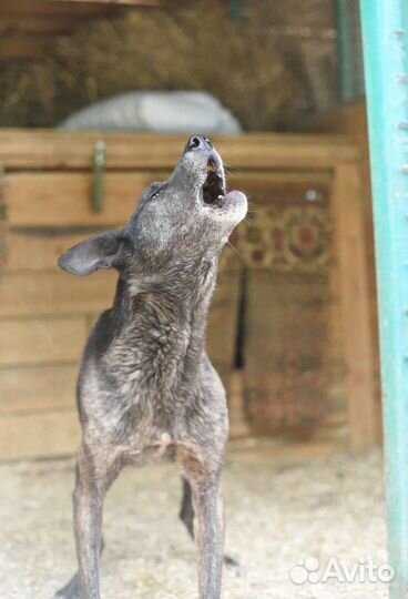 Собака в добрые руки ищет дом