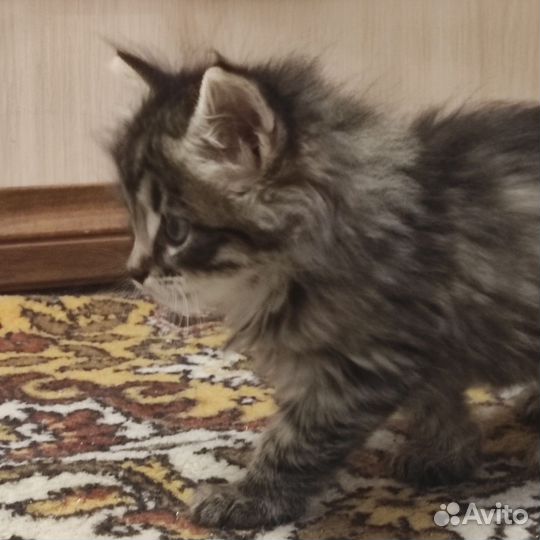Котик в дар бесплатно