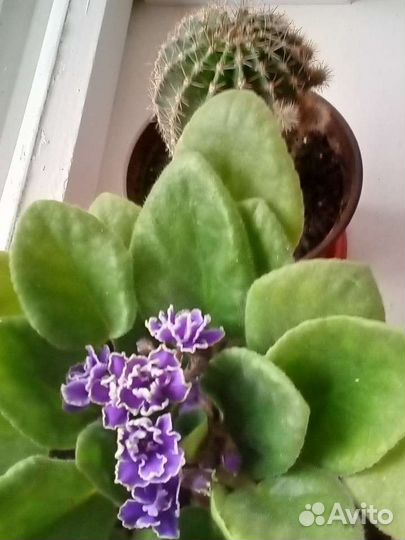 Фиалка махровая,светло фиолетовая и кактус