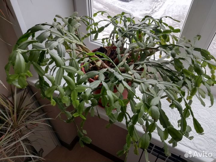 Декабрист шлюмбергера