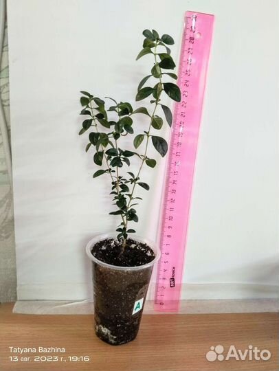 Серисса, нефролепис