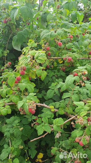 Саженцы малины