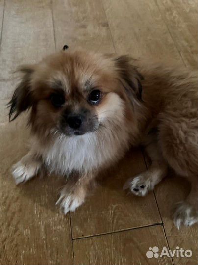 Отдам бесплатно