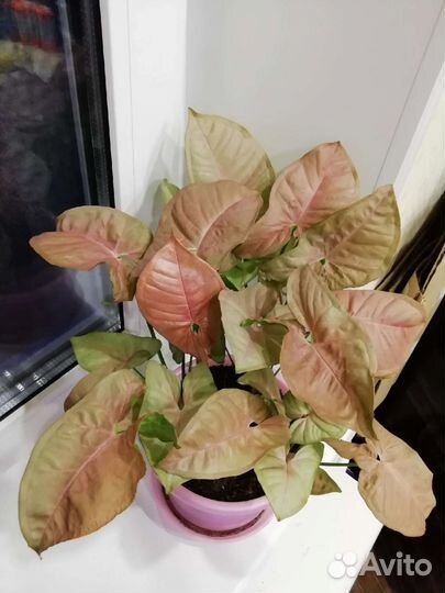 Сингониумы сортовые