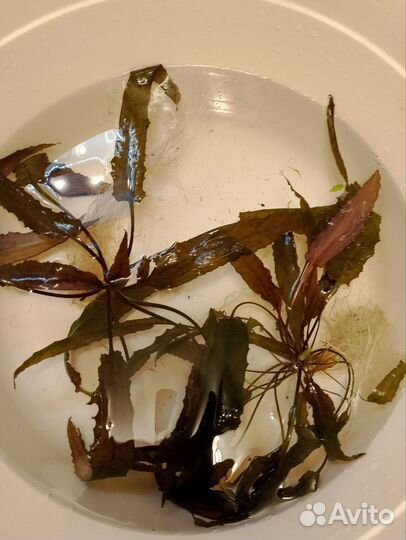 Аквариумное растение