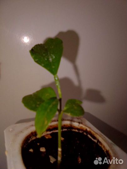 Лимонное дерево