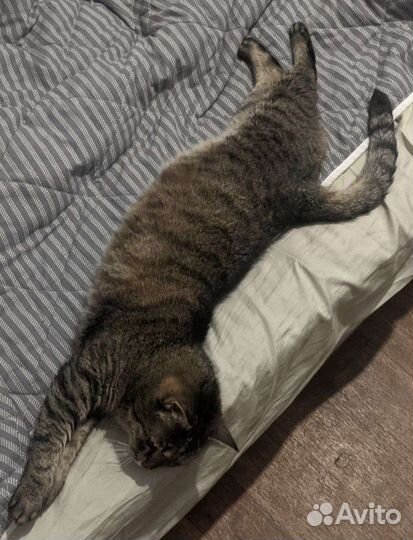 Кошечка тигрёнок