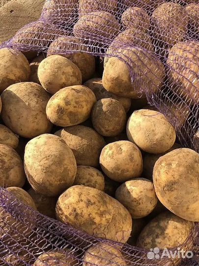 Продам картофель