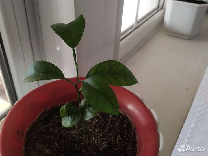 Цветы разные