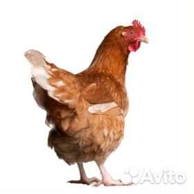 Куры молодки