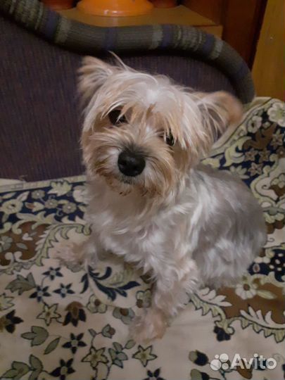 Йоркширский терьер щенки