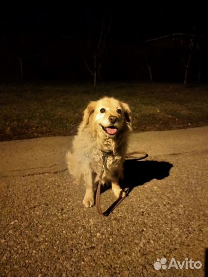 Ретривер мини лабрадор (помесь)