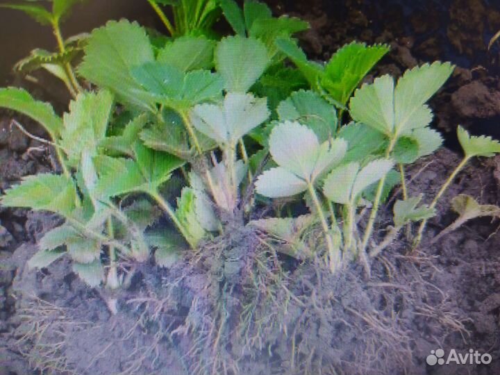 Шиповник, малина, клубника, ирис, лимонник