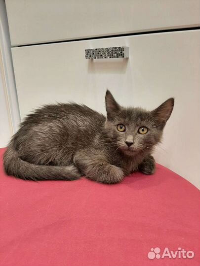 Рома в добрые руки